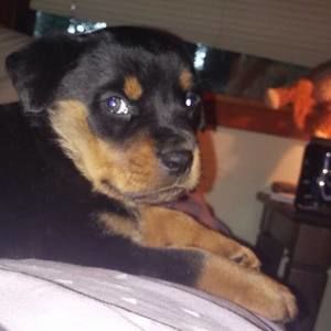 Meet your Posher, Gerald